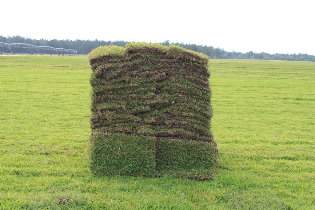 a pallet of St. Augustine Seville Sod